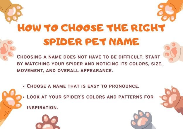 How to Choose the Right Spider Pet Name