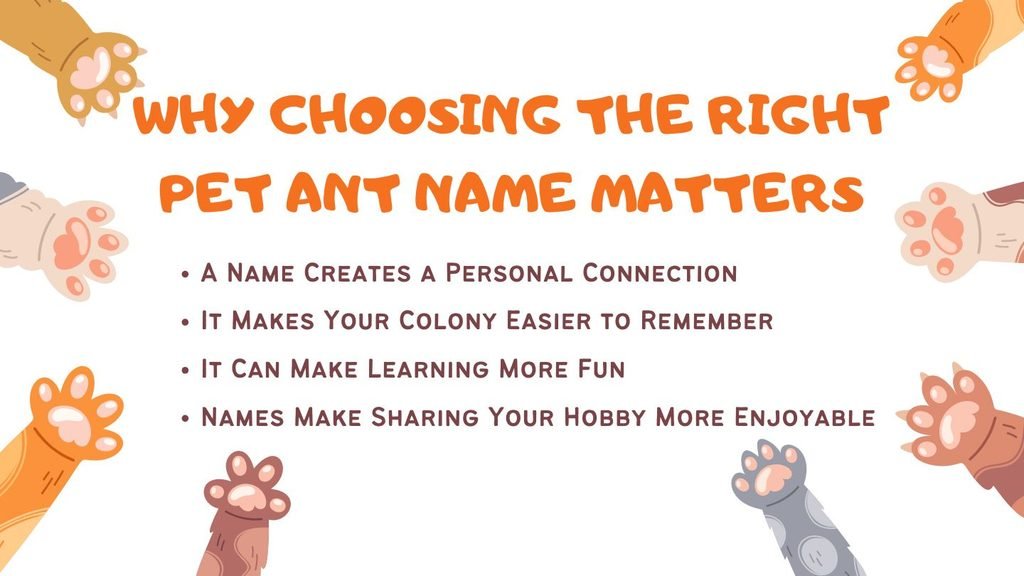 Why Choosing the Right Pet Ant Name Matters