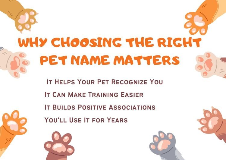 Why Choosing the Right Pet Name Matters