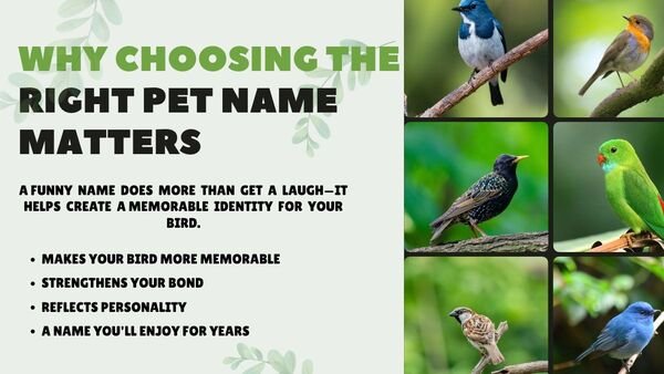 Why Choosing the Right Pet Name Matters