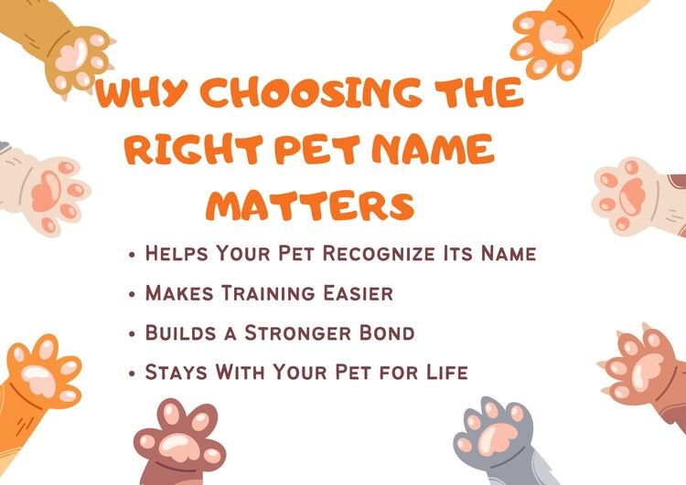 Why Choosing the Right Pet Name Matters
