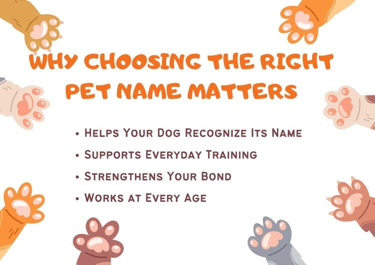 Why Choosing the Right Pet Name Matters