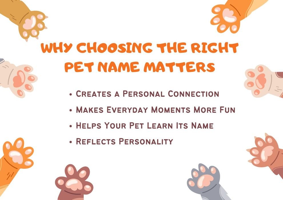 Why Choosing the Right Pet Name Matters