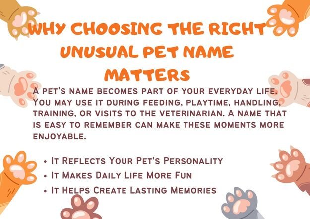 Why Choosing the Right Unusual Pet Name Matters