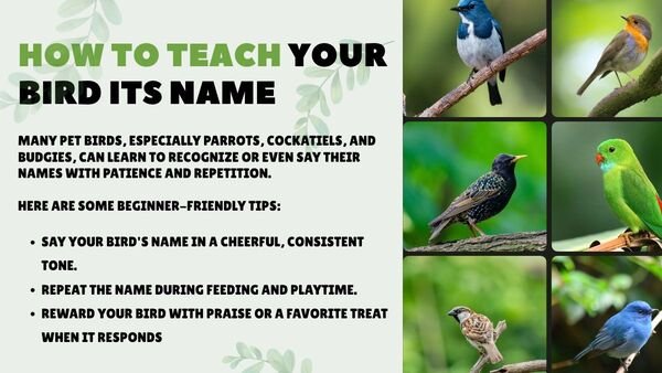 How to Teach Your Bird Its Name