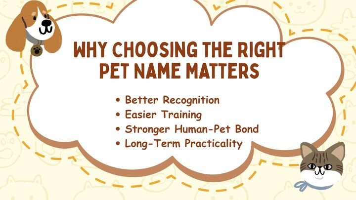 Why Choosing the Right Pet Name Matters