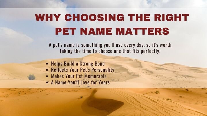 Why Choosing the Right Pet Name Matters