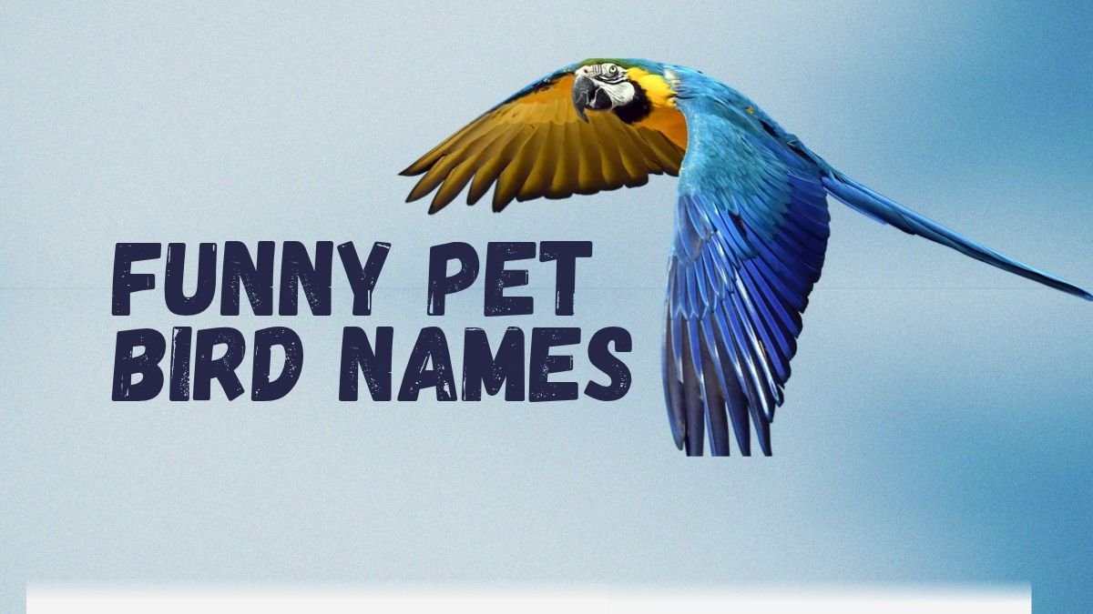 Funny Pet Bird Names | Cute, Clever & Punny Ideas