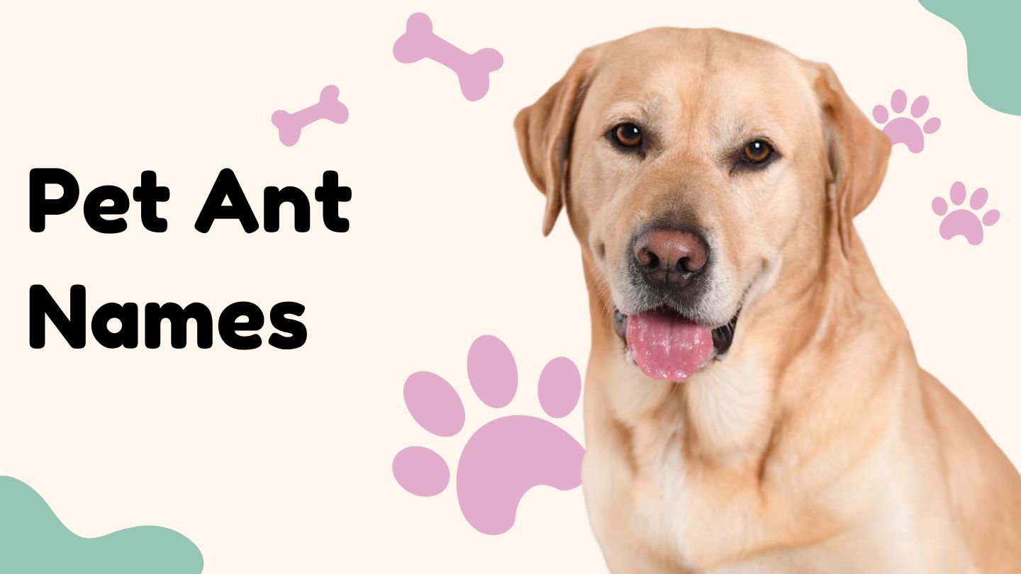 150+ Pet Ant Names | Cute, Funny & Unique Ideas