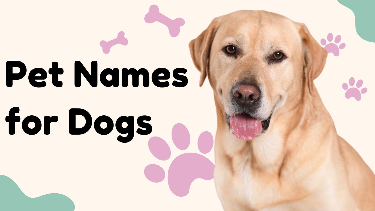 120+ Pet Names for Dogs | Cute Ideas