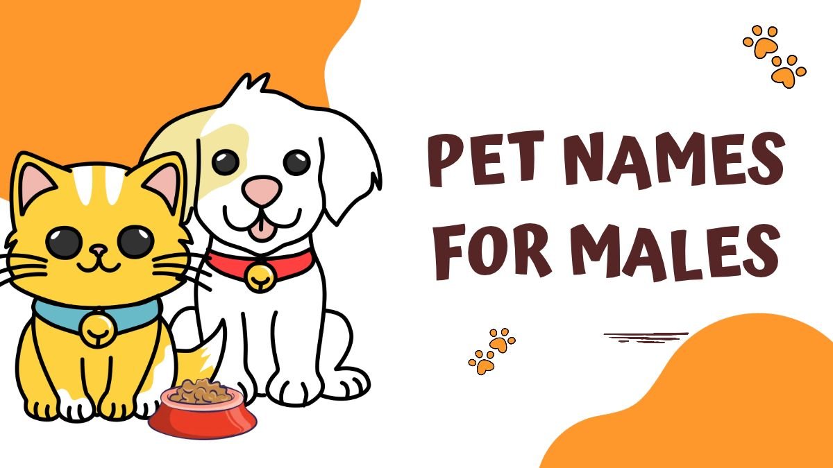 250+ Pet Names for Males | Cute, Funny, Cool & Unique