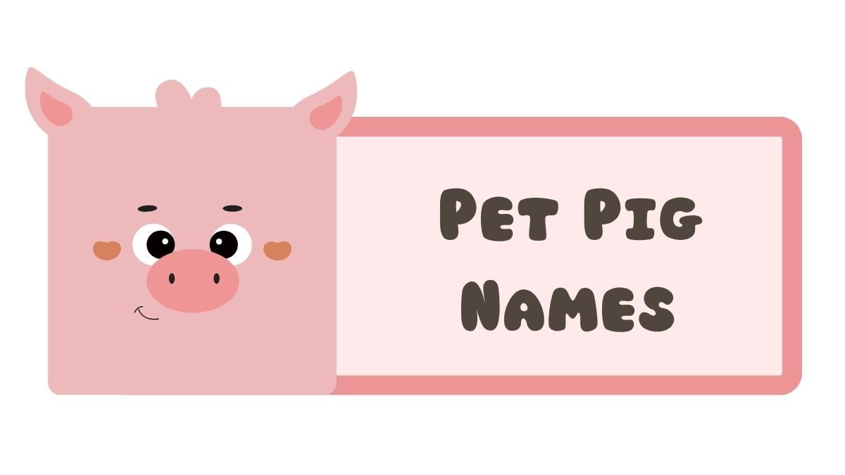 150+ Pet Pig Names | Cute & Funny Ideas