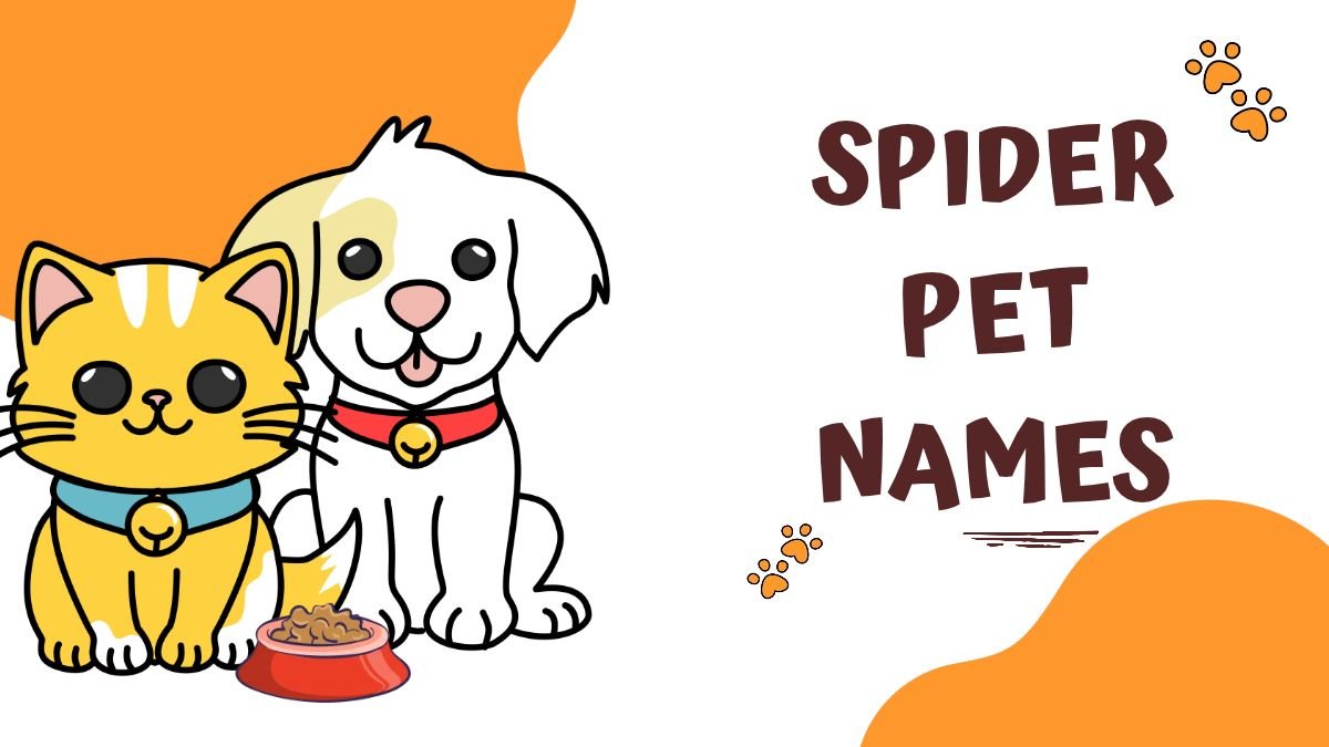 250 Spider Pet Names | Cute, Funny, Cool & Unique Ideas