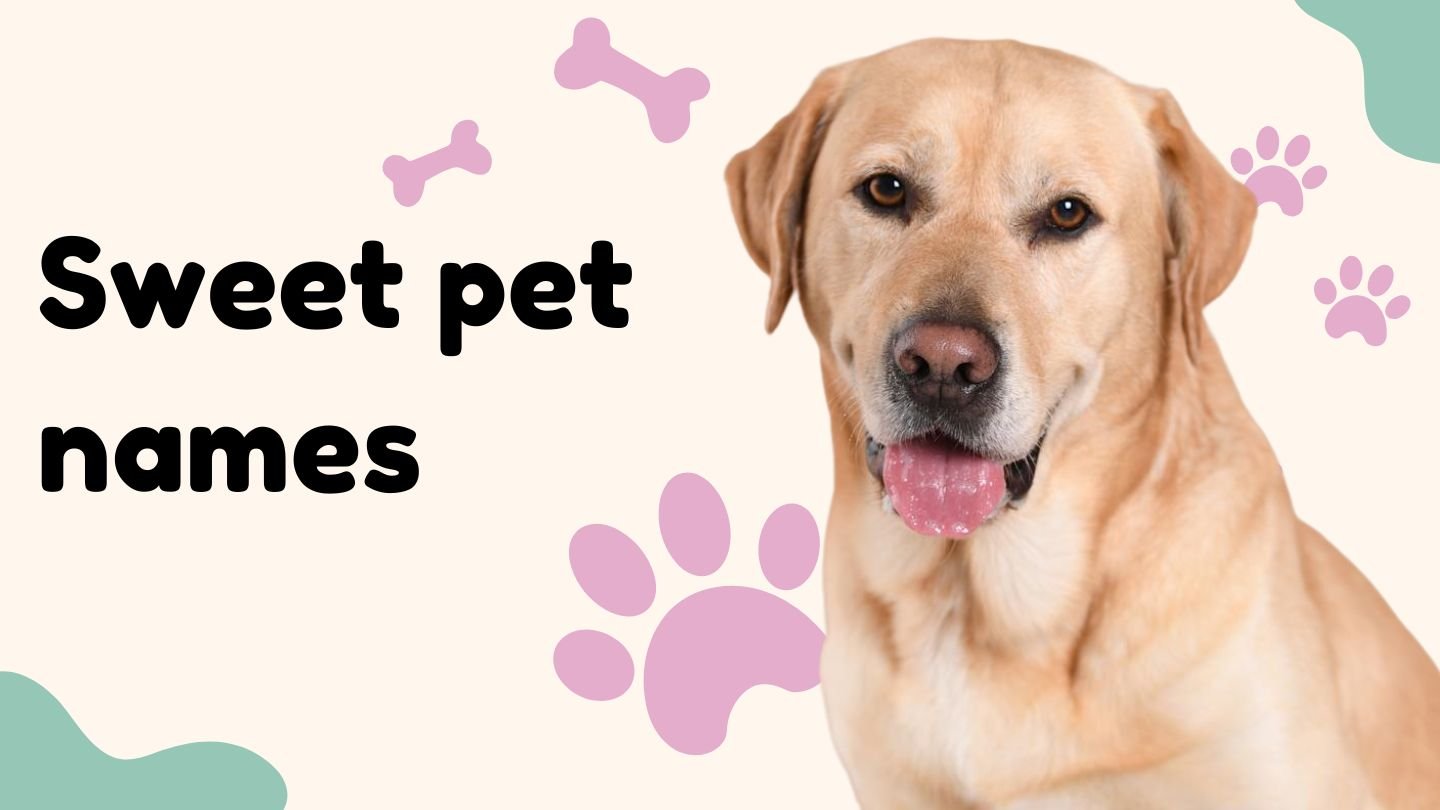 200+ Sweet Pet Names for Every Relationship